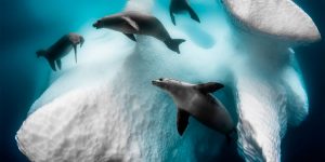 Spectacular Winning Photos From The Underwater Photographer Of The Year 2020 Contest
