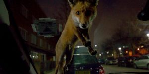 Mammal Photographer Of The Year 2020 Contest Gives Top Prize To Urban Fox Photo