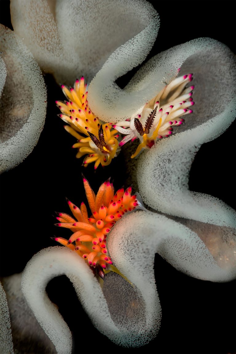 Spectacular Winning Photos From The Underwater Photographer Of The Year ...