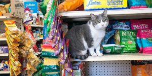 This Instagram Account Collects Photos Of Cats In Small Shops Looking Like They Own The Place