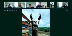 For $100, You Can Have A Farm Animal Drop By Your Next ZOOM Video Conference