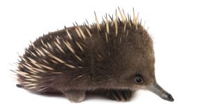 Perfect Imperfection: Photographer Documents The Beauty Of Animals With Disabilities