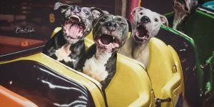Photographer Photoshops Her Dogs All Around The World So They Can ‘Travel’ During This Quarantine