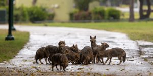 The Quiet Of The Coronavirus Lockdown In Israel Has Cleared The Way For Packs Of Jackals To Take Over Park In The Heart Of Tel Aviv