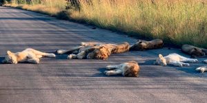 With South Africa In Lockdown, The Lions Are Taking It Very Easy
