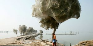 Futuristic Spiderweb Cocooned Trees Spotted In Pakistan
