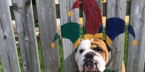 This Bulldog Loves Watching The Street Through A Hole, So His Owners Paint 2 Costumes On The Fence