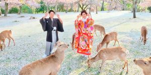 Deer Enjoy Cherry Blossoms In An Empty Park In Nara, Japan