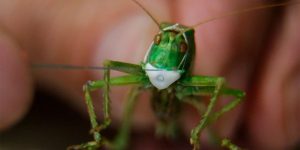 Professor And Microminiaturist Anatoly Konenko Creates A Tiny Protective Mask For Grasshopper