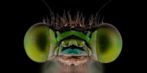 Faces: Fantastic Macro Worlds Of Mofeed Abu Shalwa