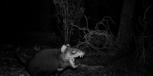 This Facebook Group Is Dedicated To Crappy Wildlife Photos That Are So Bad They’re Good