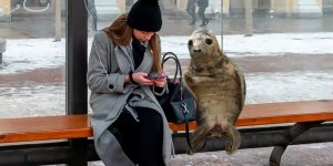 Seal Pup From Russia Becomes A Popular Meme