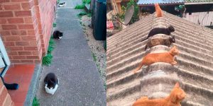 Not Only People Respect Social Distancing Rules – Animals Are Also Following The Recommendation Of WHO In Order To Stop Spreading The Coronavirus Pandemic