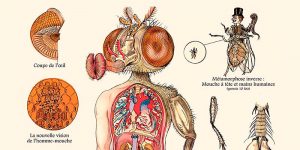 Weird Kafka-Style Anatomies, Fantastic Creatures And Fancies Chart By Camille Renversades
