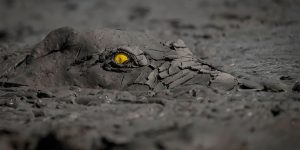 Beautiful Winning Photos From The GDT Nature Photographer Of The Year 2020