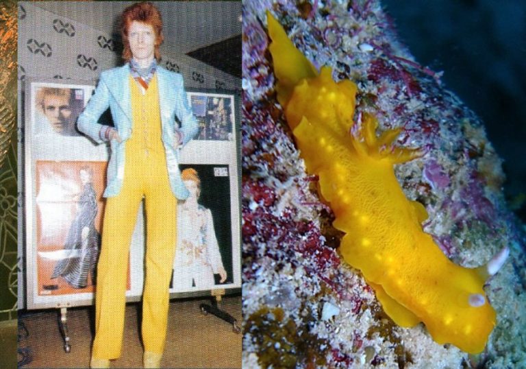 Someone Spotted That David Bowie Often Looked Like A Sea Slug, Created ...