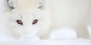 Beautiful Award-Winning Photos Of The HIPA Contest That Will Make You Appreciate The Natural World