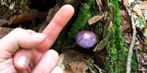 There’s A “F*ck Mushrooms” Instagram Account That’s Dedicated To Showing Middle Finger To Mushrooms