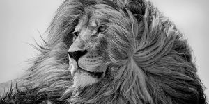 Beautiful Winning Black And White Photos From The 2019 Monochrome Photographer Of The Year Contest