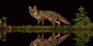 Scottish Photographer Alan McFadyen Digs Pool In Forest For ‘Mirrored’ Wildlife Photos