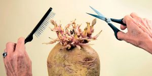 Spuds You Like: Spectacular Winning Photos From The Potato Photographer Of The Year 2020