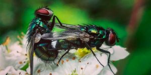 The World’s Most Romantic Gallery Of Insect Sex