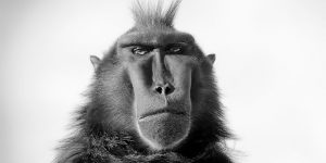 The British And Irish Association Of Zoos And Aquariums Has Announced The Winning Images In Its Annual Photography Competition