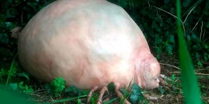 Unbelievable Creepy Hyper Realistic Creatures By Laira Maganuco