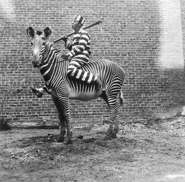 Cool Vintage Photographs That Show People Riding Zebras From The Late ...