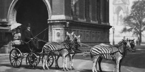 Cool Vintage Photographs That Show People Riding Zebras From The Late 19th And Early 20th Centuries