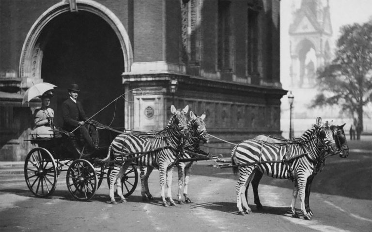 Cool Vintage Photographs That Show People Riding Zebras From The Late 19th And Early 20th 8869