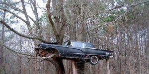 Amazing Photographs Of Trees Growing Through Classic Cars