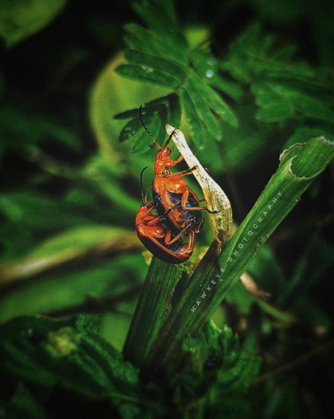 The World’s Most Romantic Gallery Of Insect Sex » Design You Trust ...