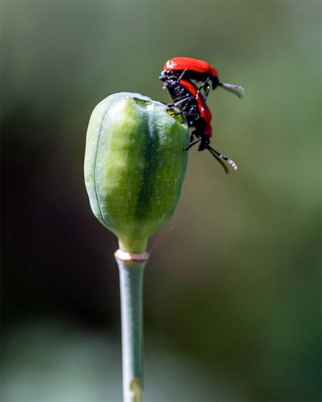 The World’s Most Romantic Gallery Of Insect Sex » Design You Trust ...