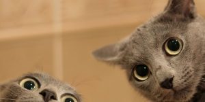 Hilarious Photos Of Pet Antics From The Comedy Pet Photography Awards 2020