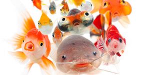Japanese Photographer Atsushi Morioka Releases the World's First Photo Book Focusing on Fish Faces