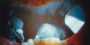 Quirky Photographer Justin Quinnell Is Known for His Eye-Catching Photographs Taken from A Unique Angle – Right Inside His Mouth