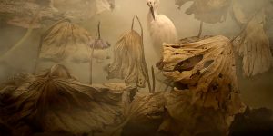 The Winners of The 2020 Bird Photographer of The Year Have Been Announced