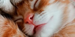 Russians Compete In the Photo Contest of HUAWEI