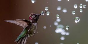 The 2020 Audubon Photography Awards: These Incredible Pics Capture The Charm Of Birds Perfectly