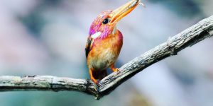 Very Rare Baby South Philippine Dwarf Kingfisher Photographed For The First Time Ever