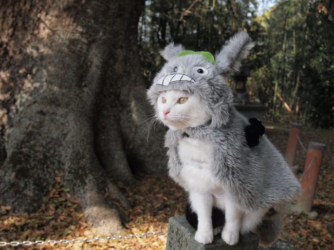 Japanese Artist Creates Epic Anime Costumes For His Cats » Design You ...