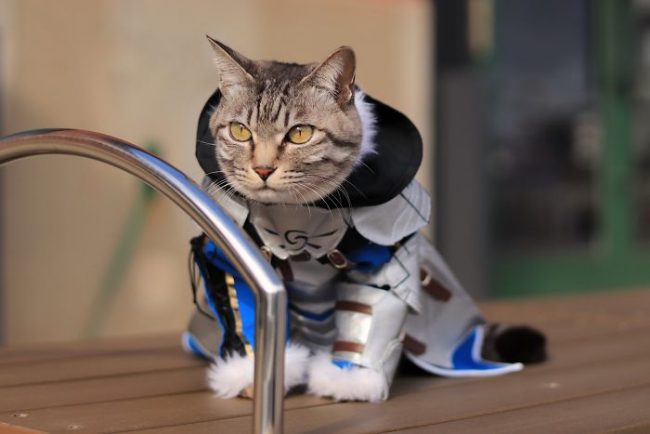 Japanese Artist Creates Epic Anime Costumes For His Cats » Design You ...