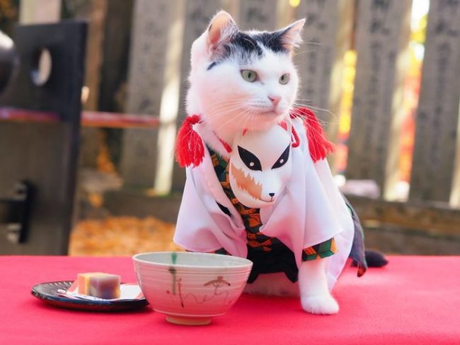Japanese Artist Creates Epic Anime Costumes For His Cats » Design You ...