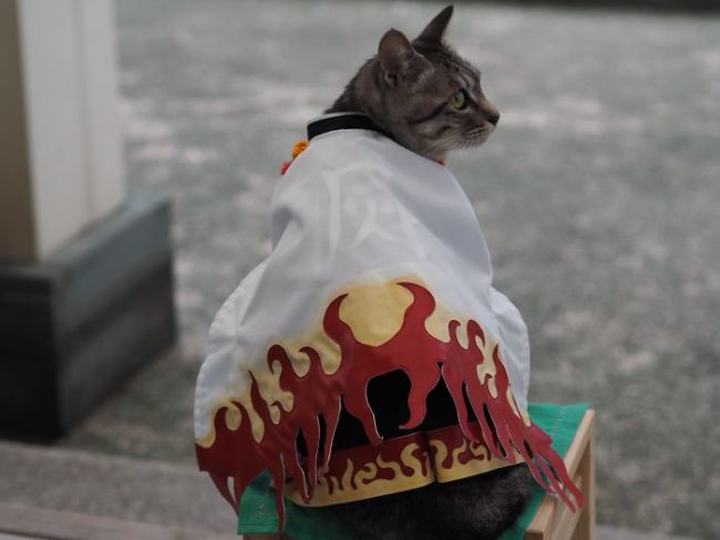 Japanese Artist Creates Epic Anime Costumes For His Cats » Design You ...