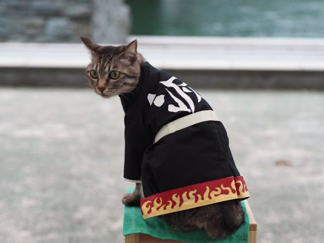 Japanese Artist Creates Epic Anime Costumes For His Cats » Design You 