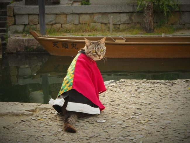 Japanese Artist Creates Epic Anime Costumes For His Cats » Design You ...