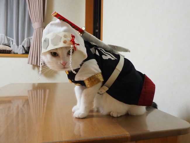 Japanese Artist Creates Epic Anime Costumes For His Cats » Design You ...