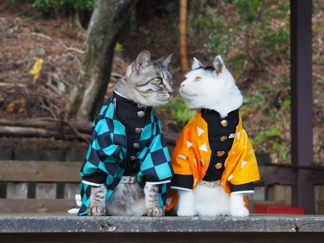 Japanese Artist Creates Epic Anime Costumes For His Cats » Design You ...