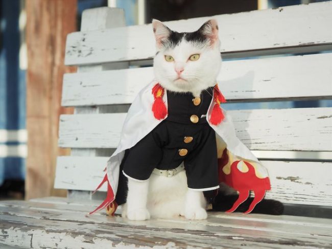 Japanese Artist Creates Epic Anime Costumes For His Cats » Design You 